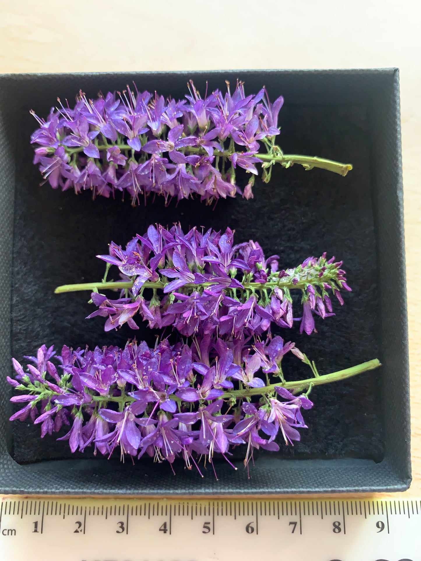 Hebe - 3 Real Dried Flowers