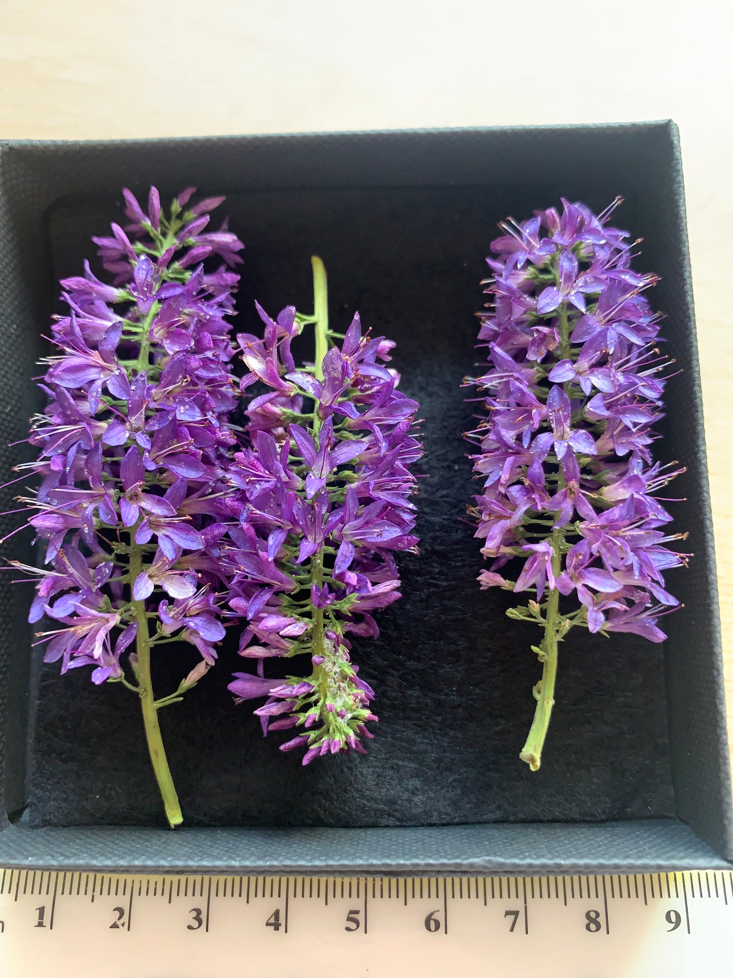 Hebe - 3 Real Dried Flowers