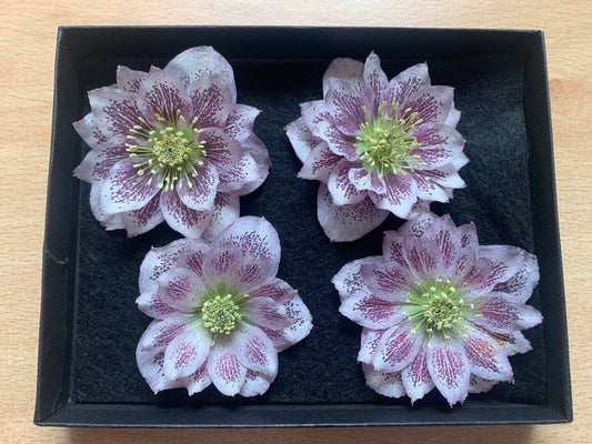 4 real dried hellebore flowers. Pale pink with dark spots on the petals.