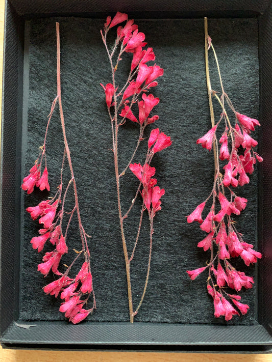 Heuchera - 3 Stems Real Dried Flowers
