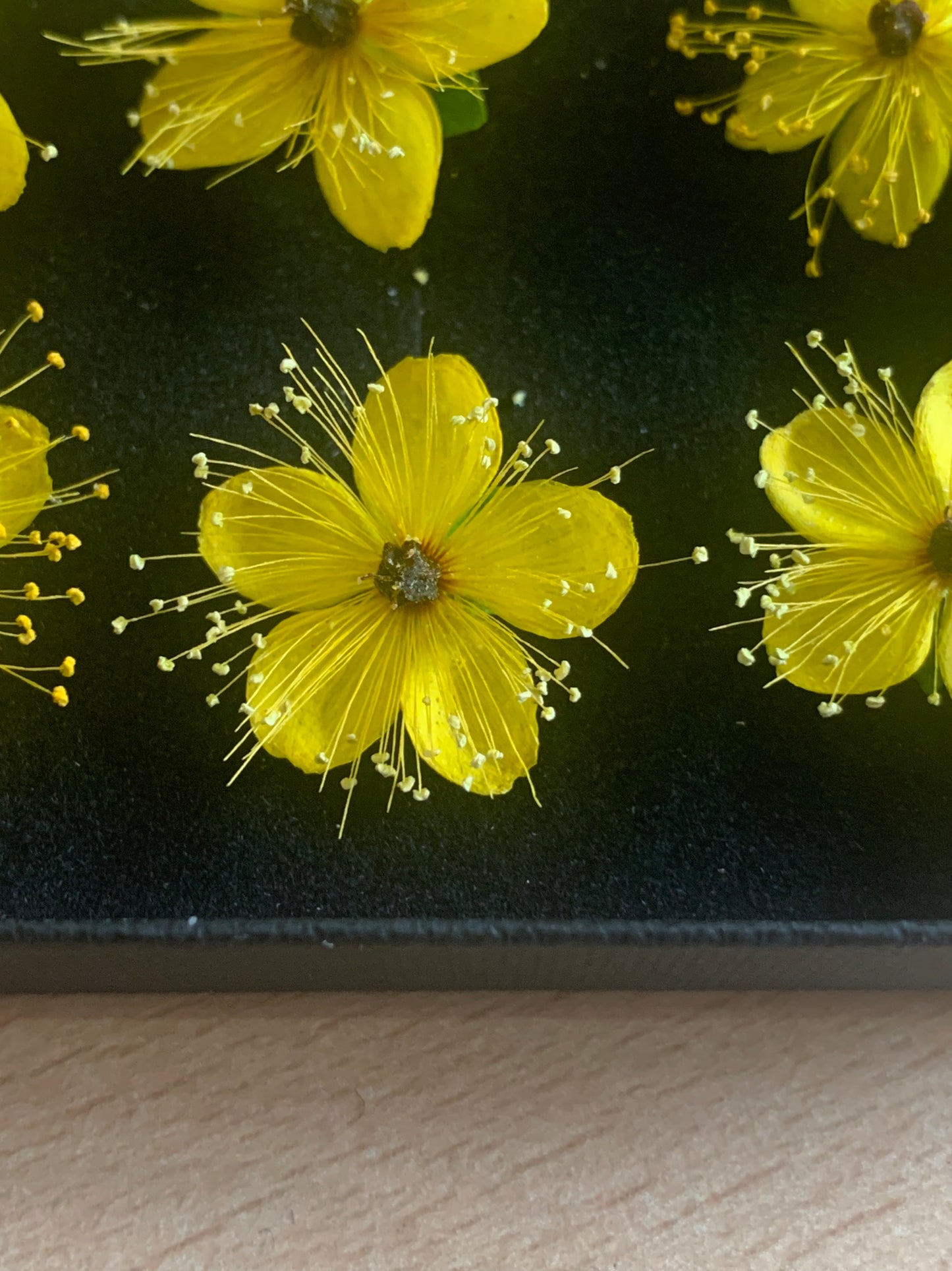 Hypericum - 9 Yellow Real Dried Flowers