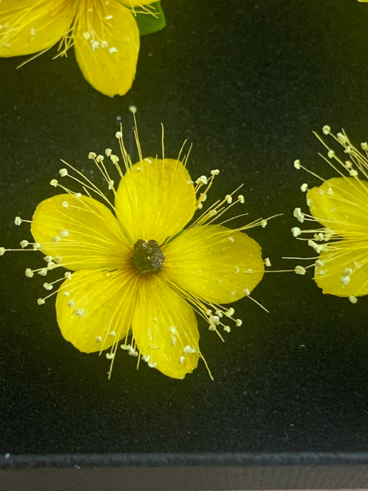 Hypericum - 9 Yellow Real Dried Flowers
