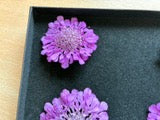 Scabious - 4 Real Dried Flowers, Natural Undyed Flowers