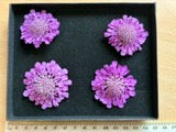 Scabious - 4 Real Dried Flowers, Natural Undyed Flowers