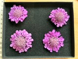 Scabious - 4 Real Dried Flowers, Natural Undyed Flowers
