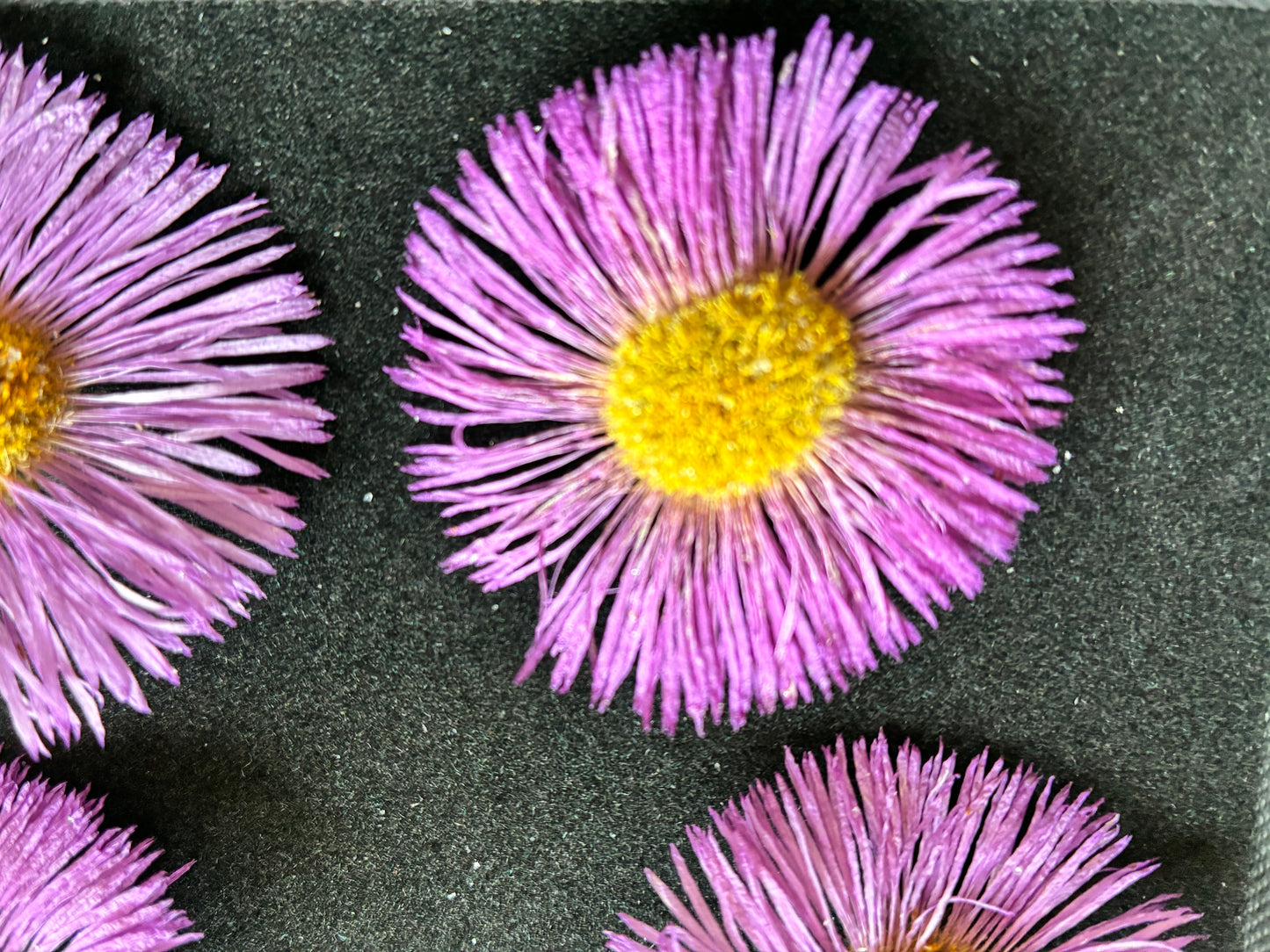 Erigeron - 4 Real Dried Flowers
