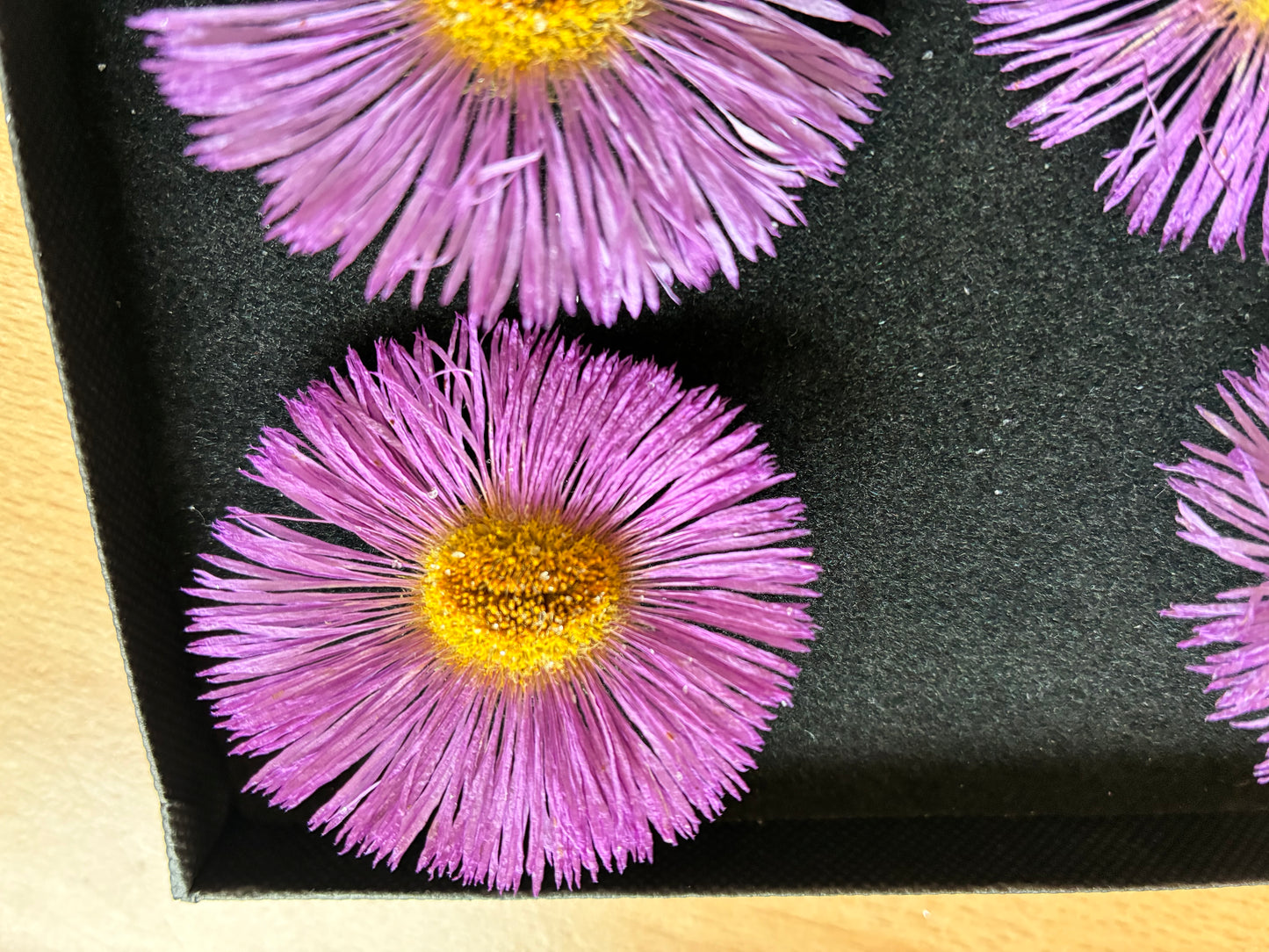 Erigeron - 4 Real Dried Flowers