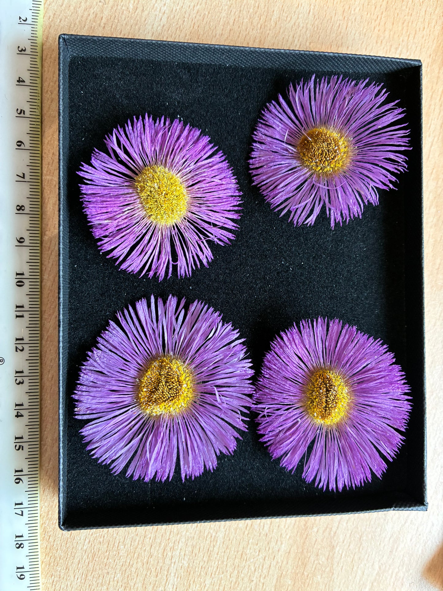 Erigeron - 4 Real Dried Flowers