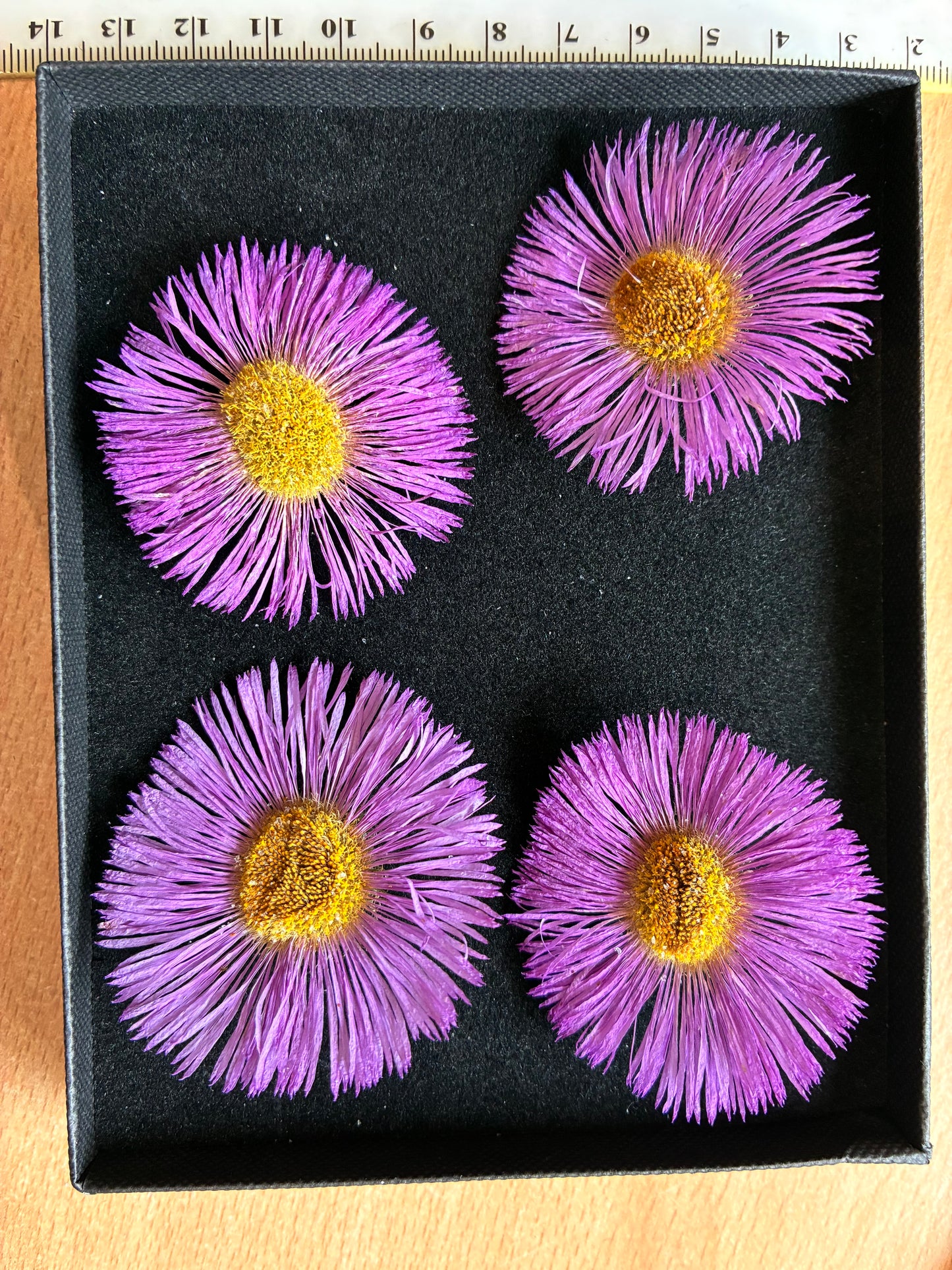 Erigeron - 4 Real Dried Flowers