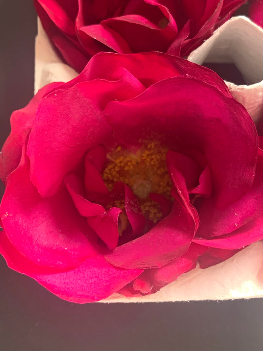 Enchanting Roses - 6 Real Dried Apothecary Rose