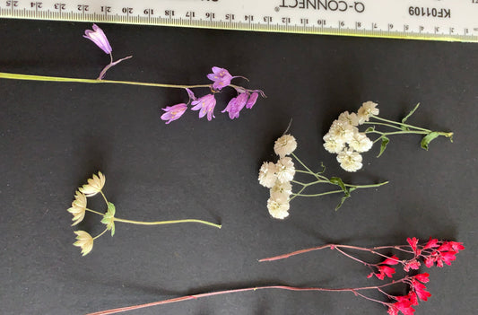 Mixed Stemmed Dried Flowers