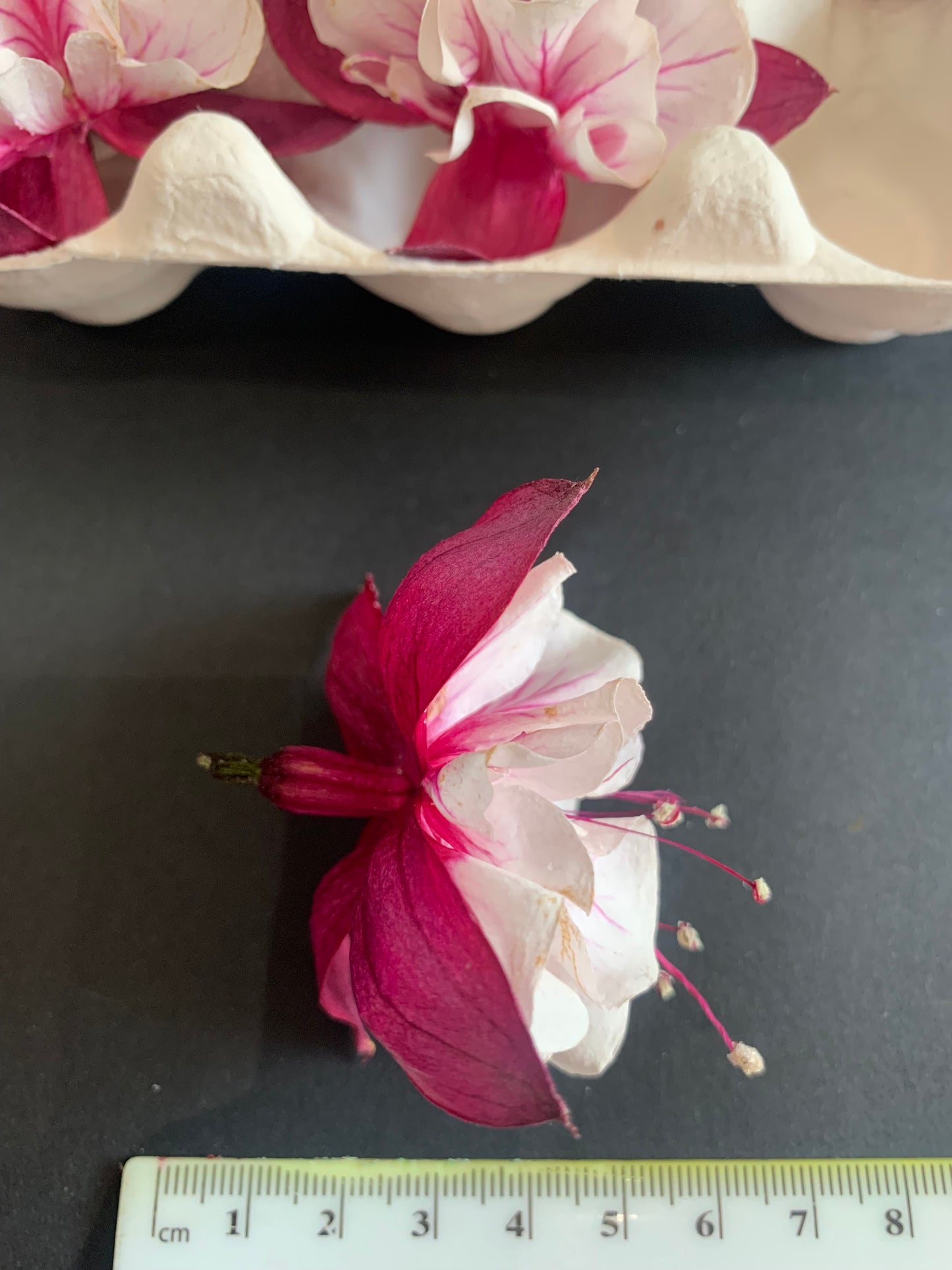Fuchsia - 6 Real Dried Fuchsia Flowers, UK Shop, Natural Flowers, Undyed Flowers