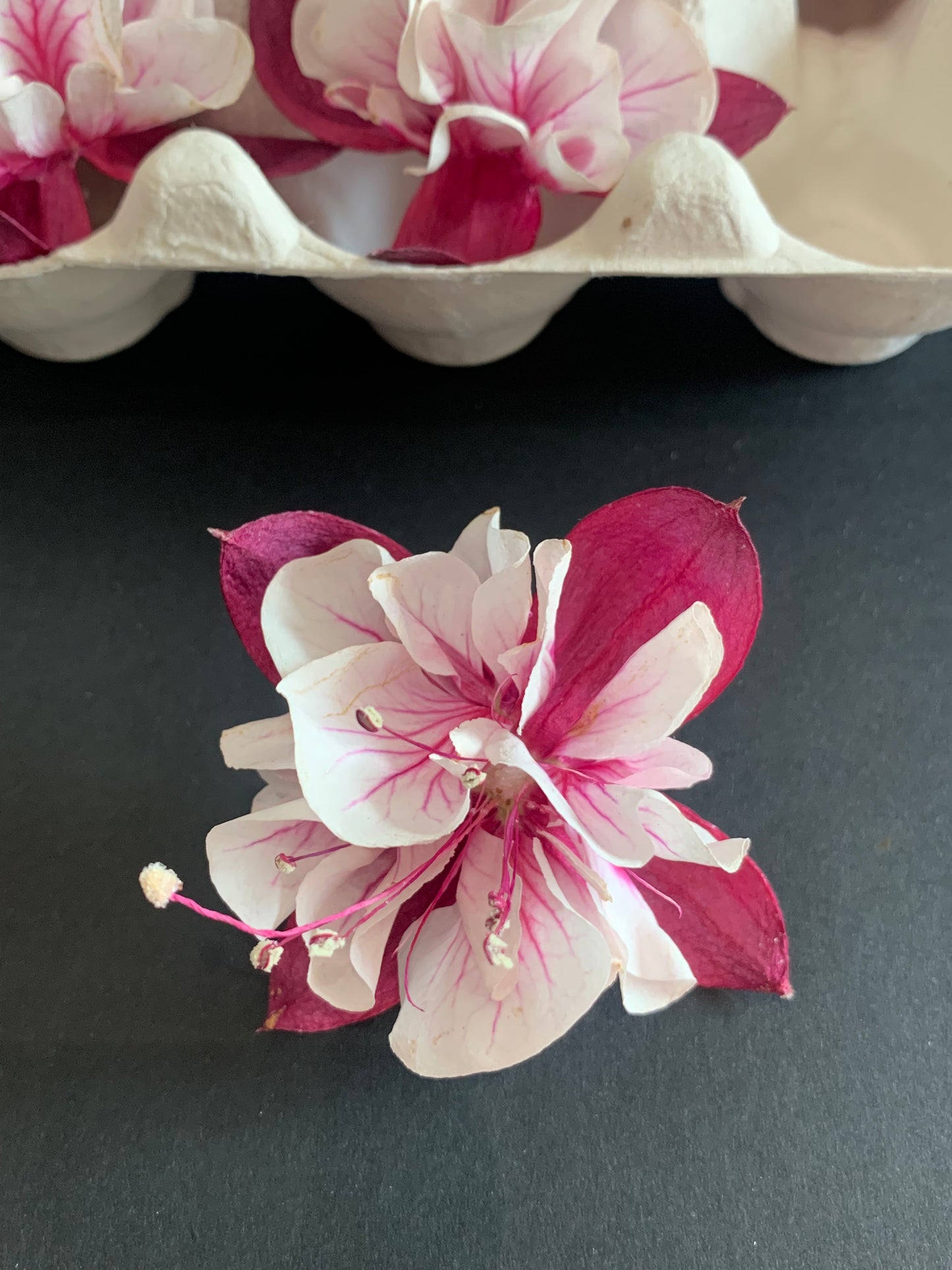 Red and White dried fuchsia flower