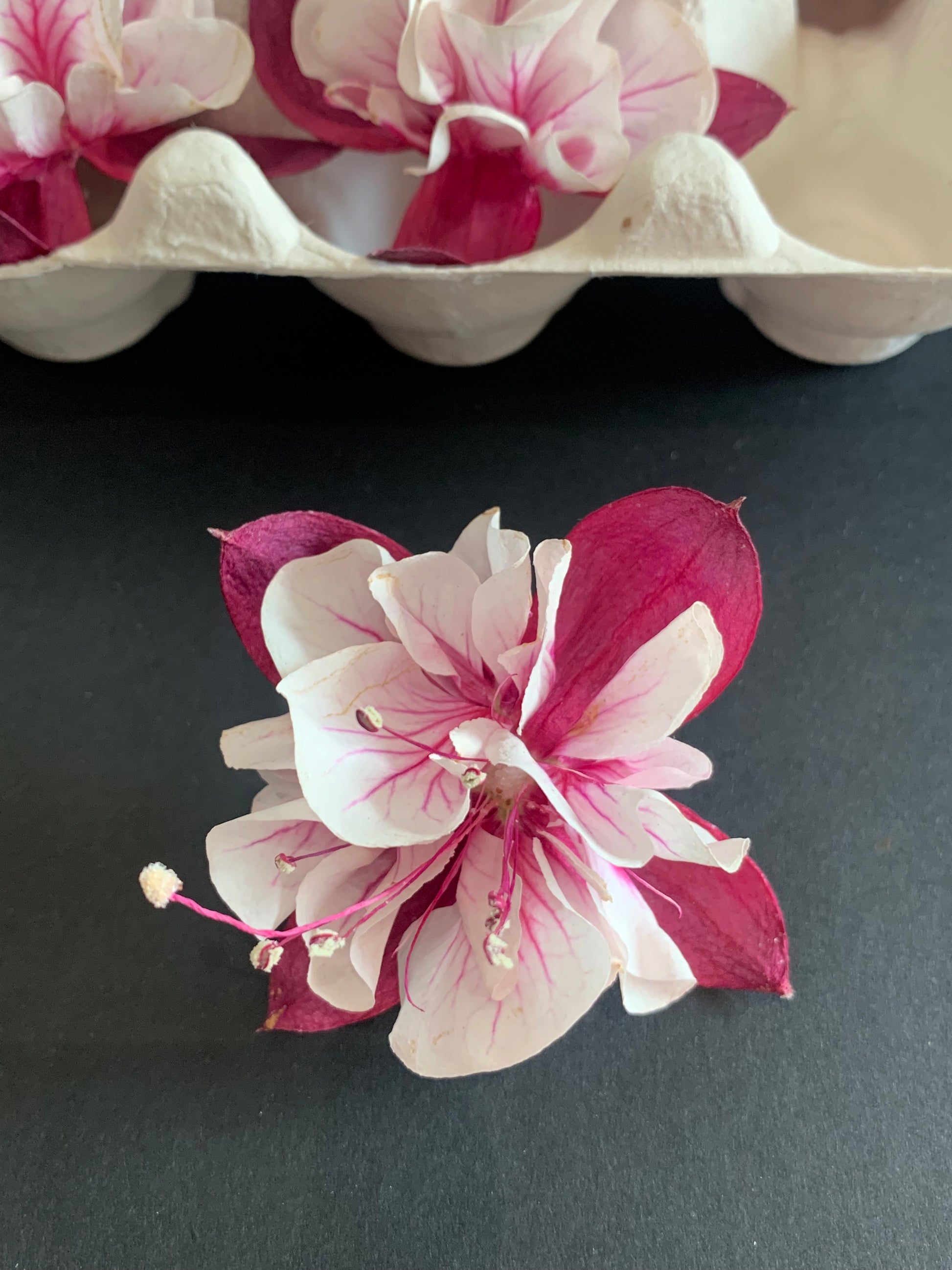 Red and White dried fuchsia flower