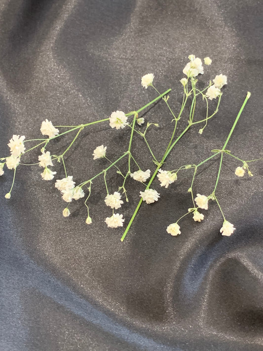 Gypsophila - 6 stems of Dried Gypsophila
