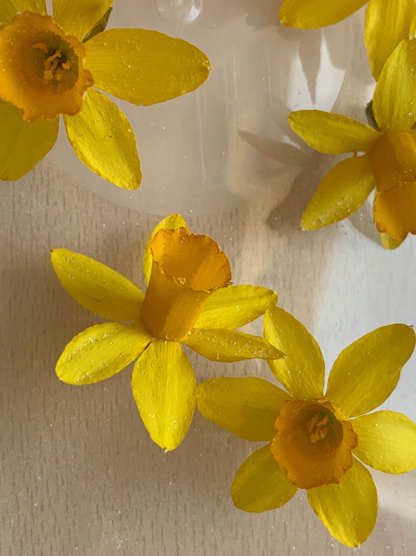 Daffodil - (Tete a Tete) 6 Real Dried Miniature Daffodils