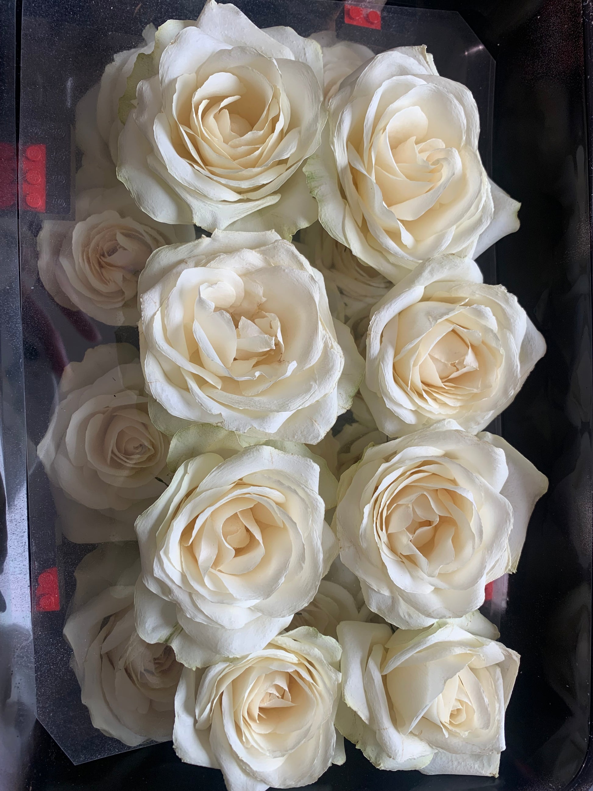 dried white roses
