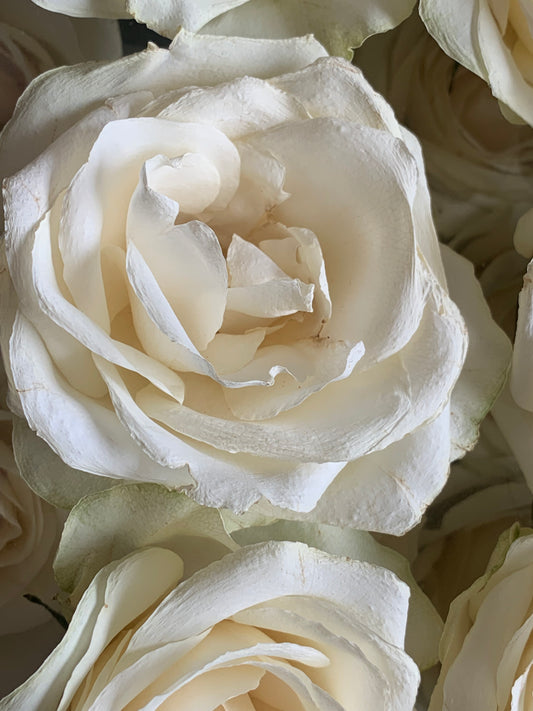 Creamy white dried rose