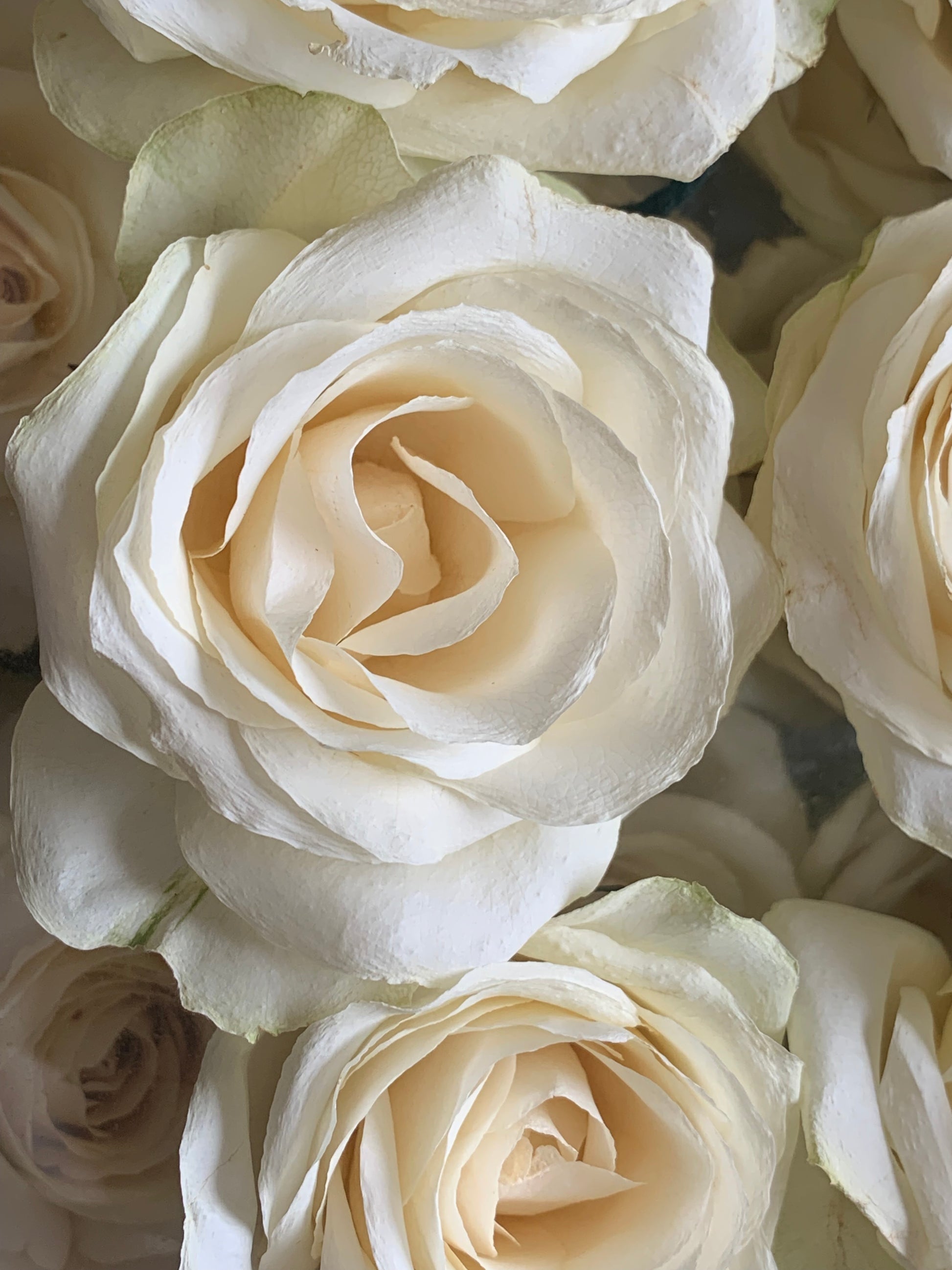 Dried creamy white roses