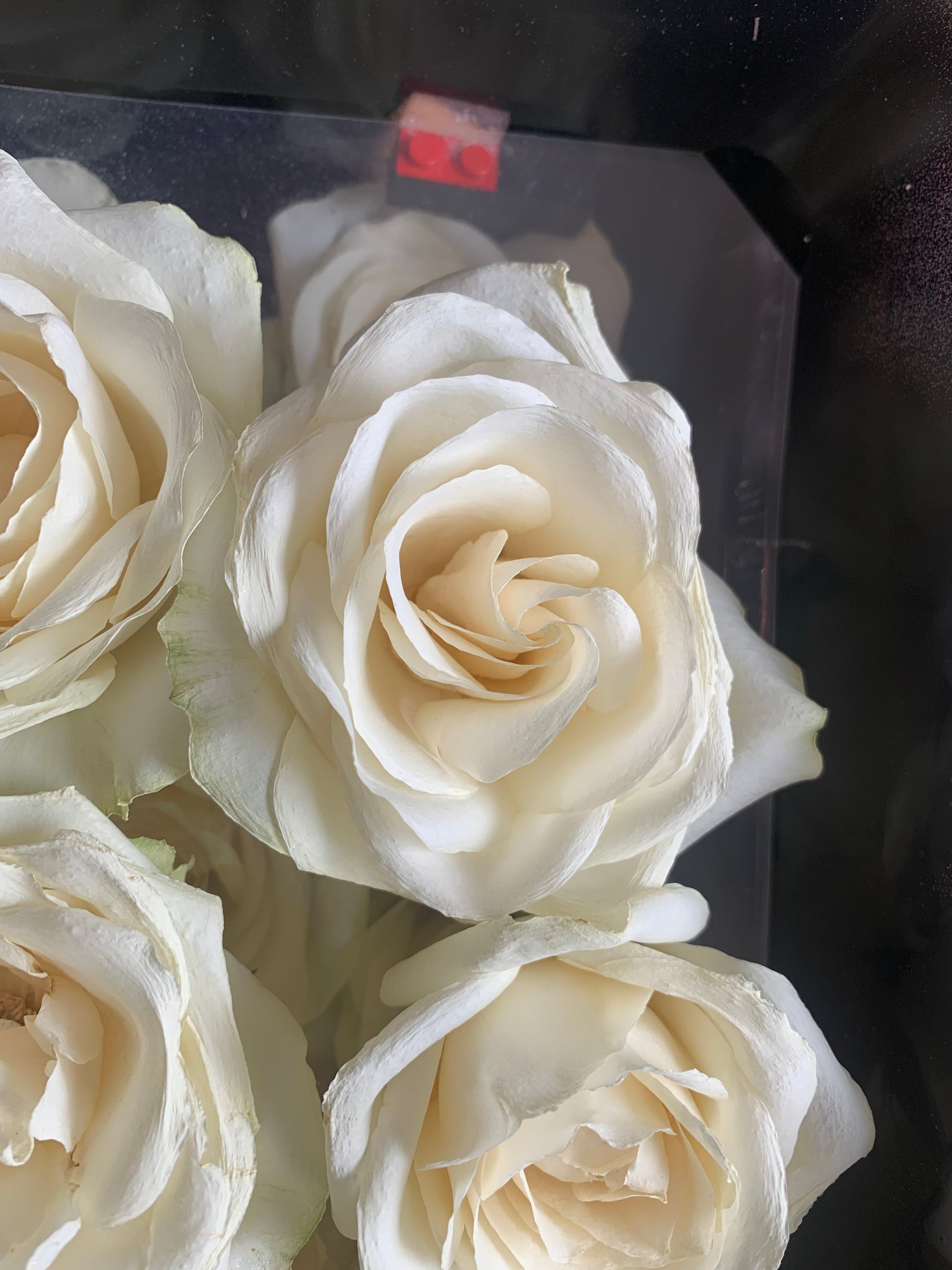 Dried roses