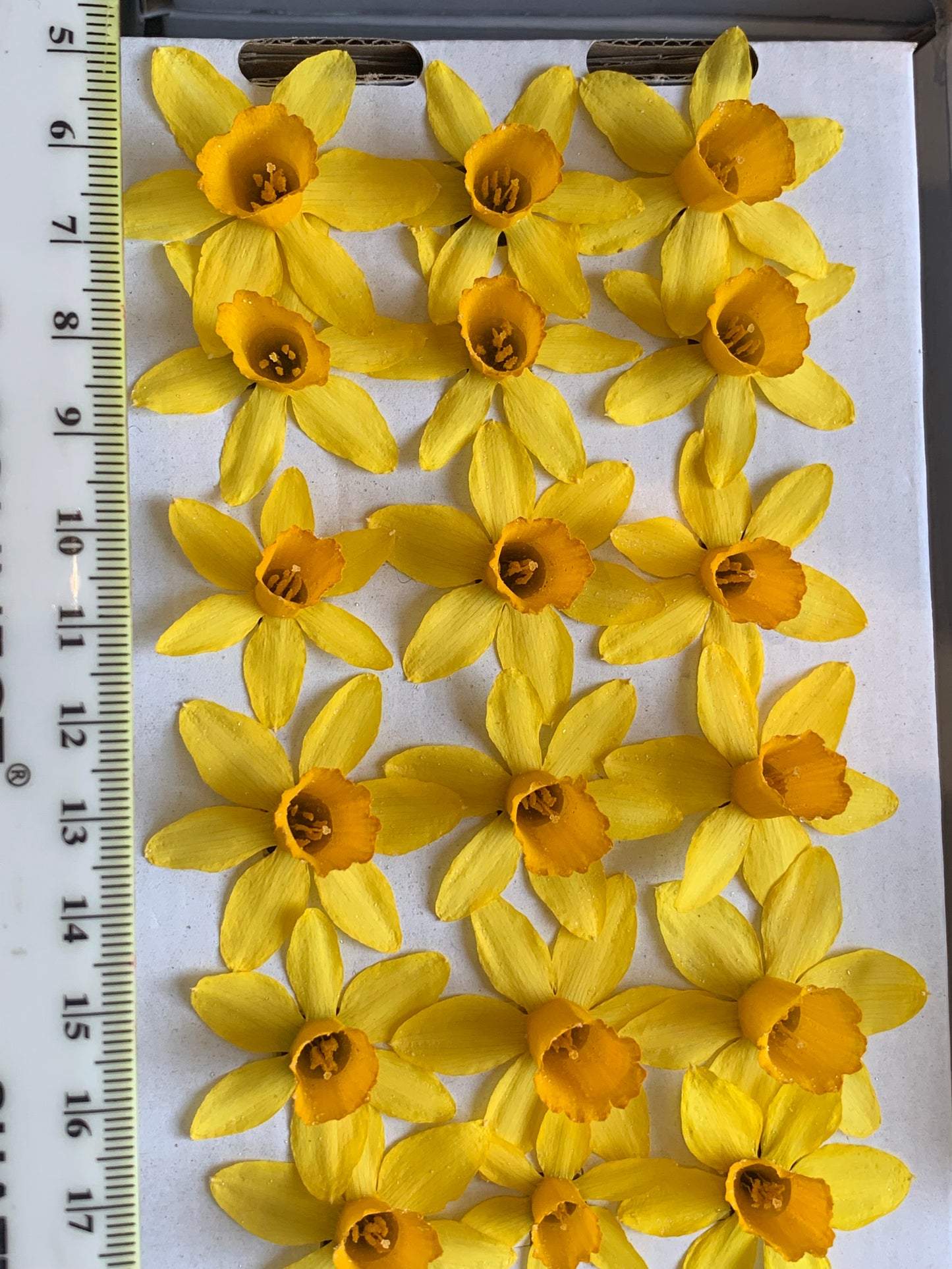 Miniature dried daffodils, daffodils for resin
