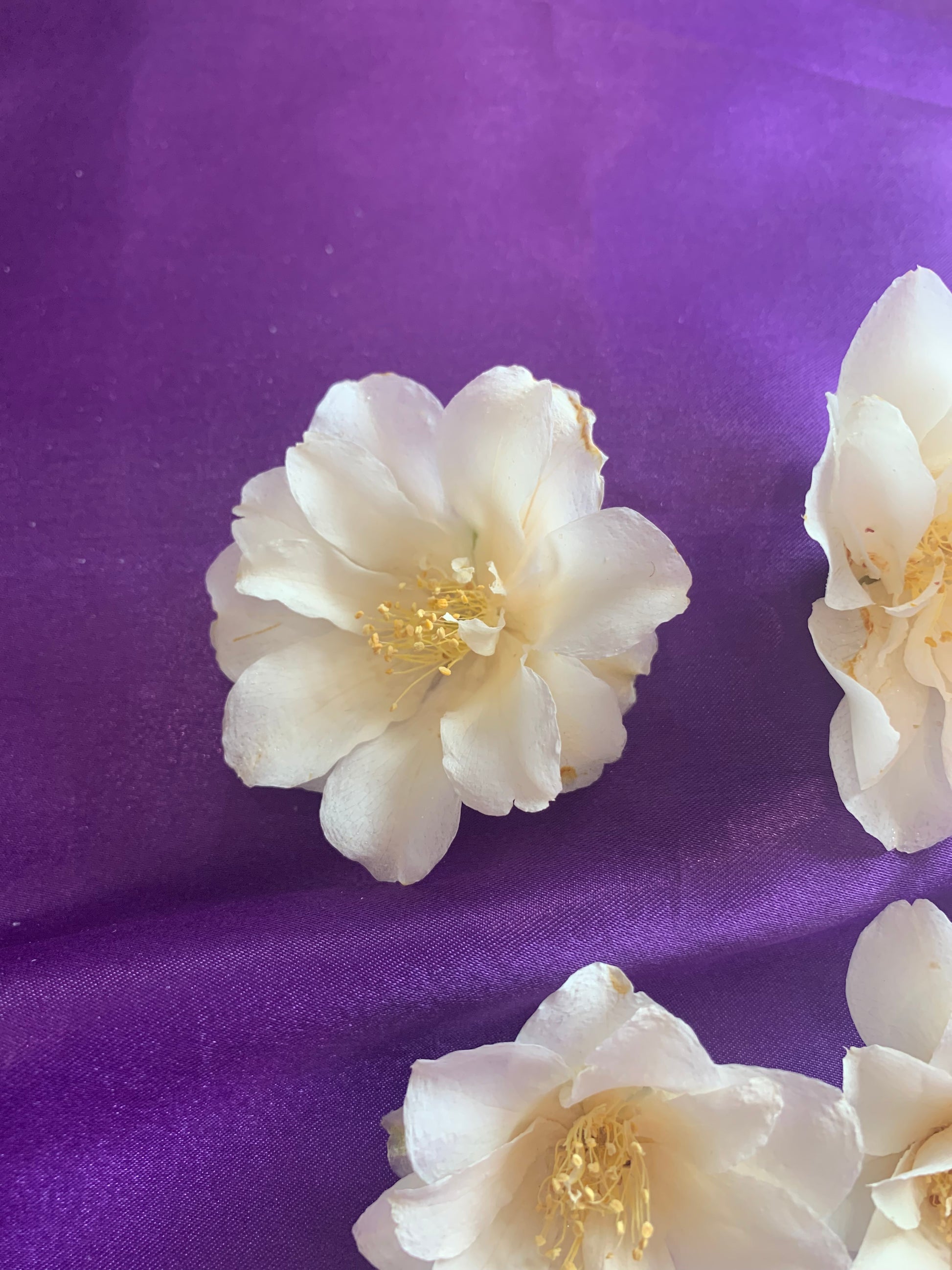 dried white Camellia flower