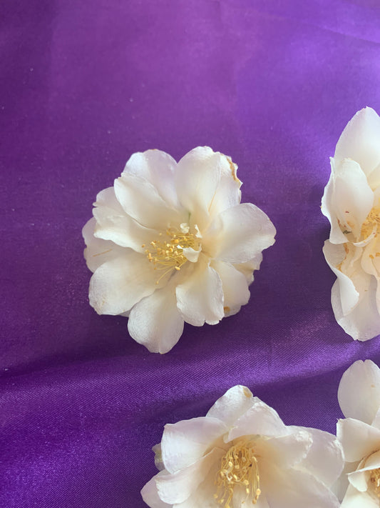dried white Camellia flower