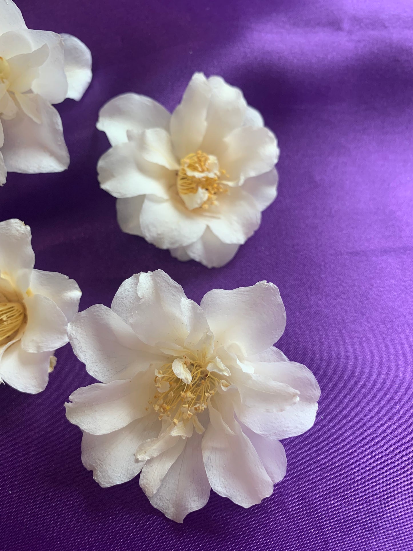 Dried white Camellia flowers
