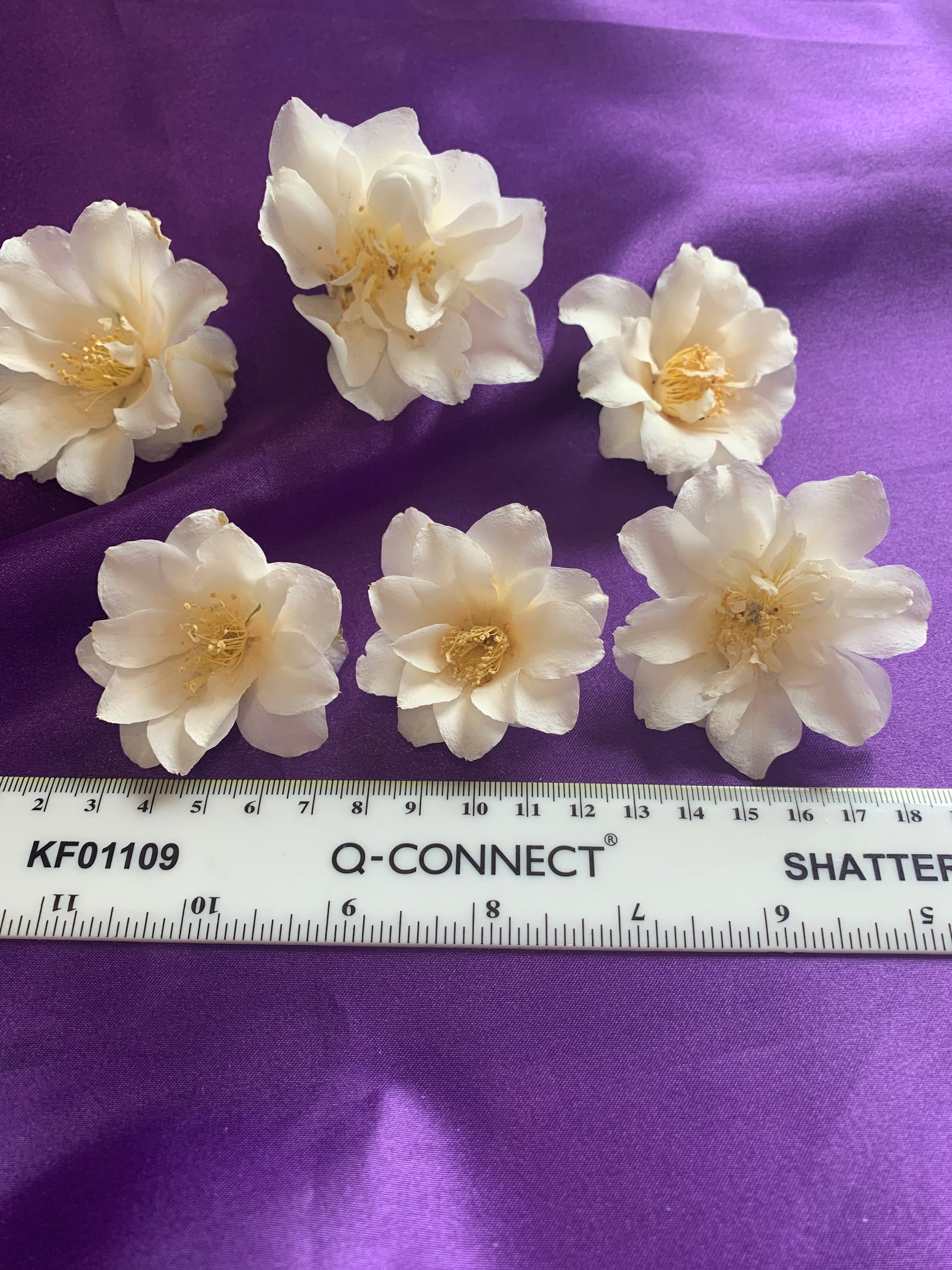 Dried white Camellia flowers