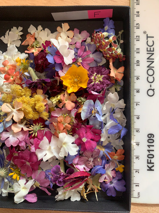 Tiny dried flowers - Real Dried Flowers