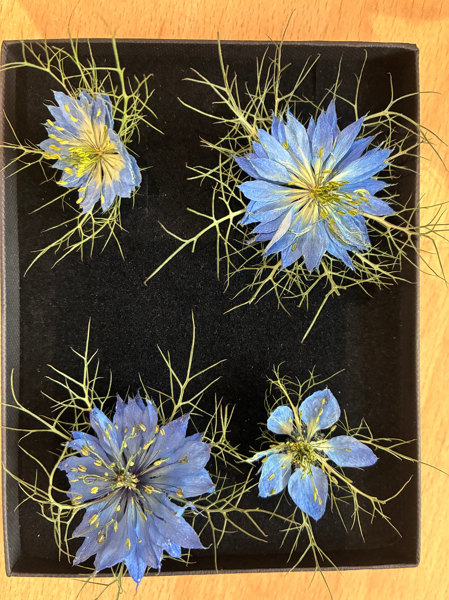 Love in a Mist - 4 Real Dried Flowers