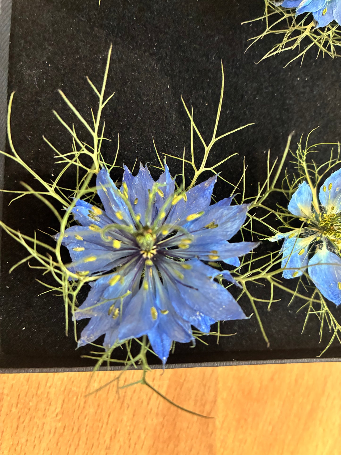 Love in a Mist - 4 Real Dried Flowers