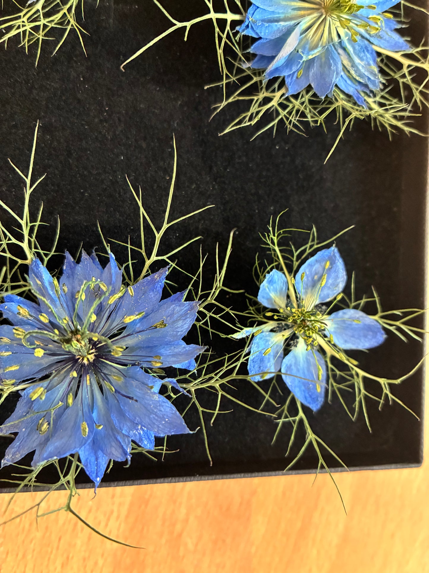 Love in a Mist - 4 Real Dried Flowers