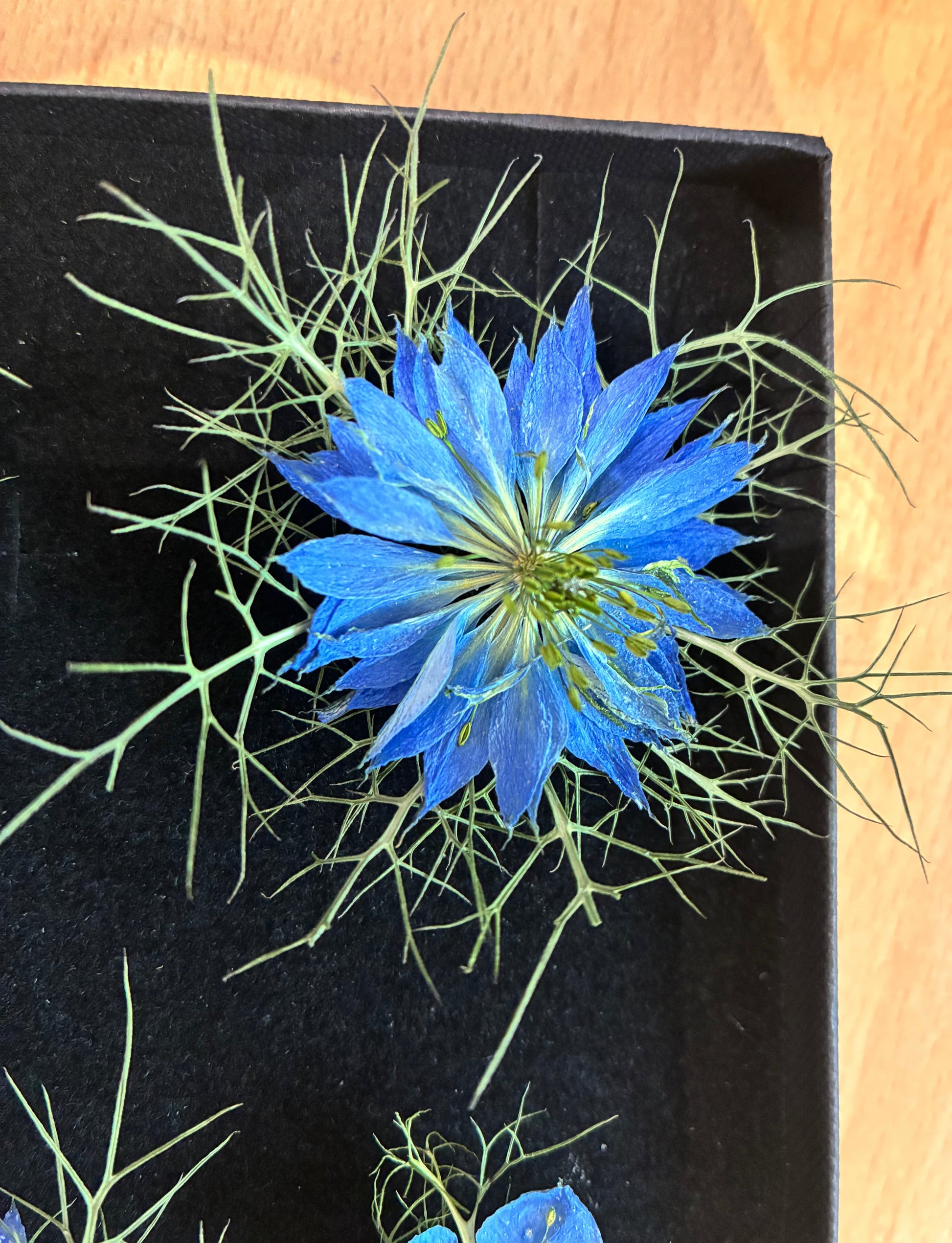 Dried blue nigella; dried blue love in a mist