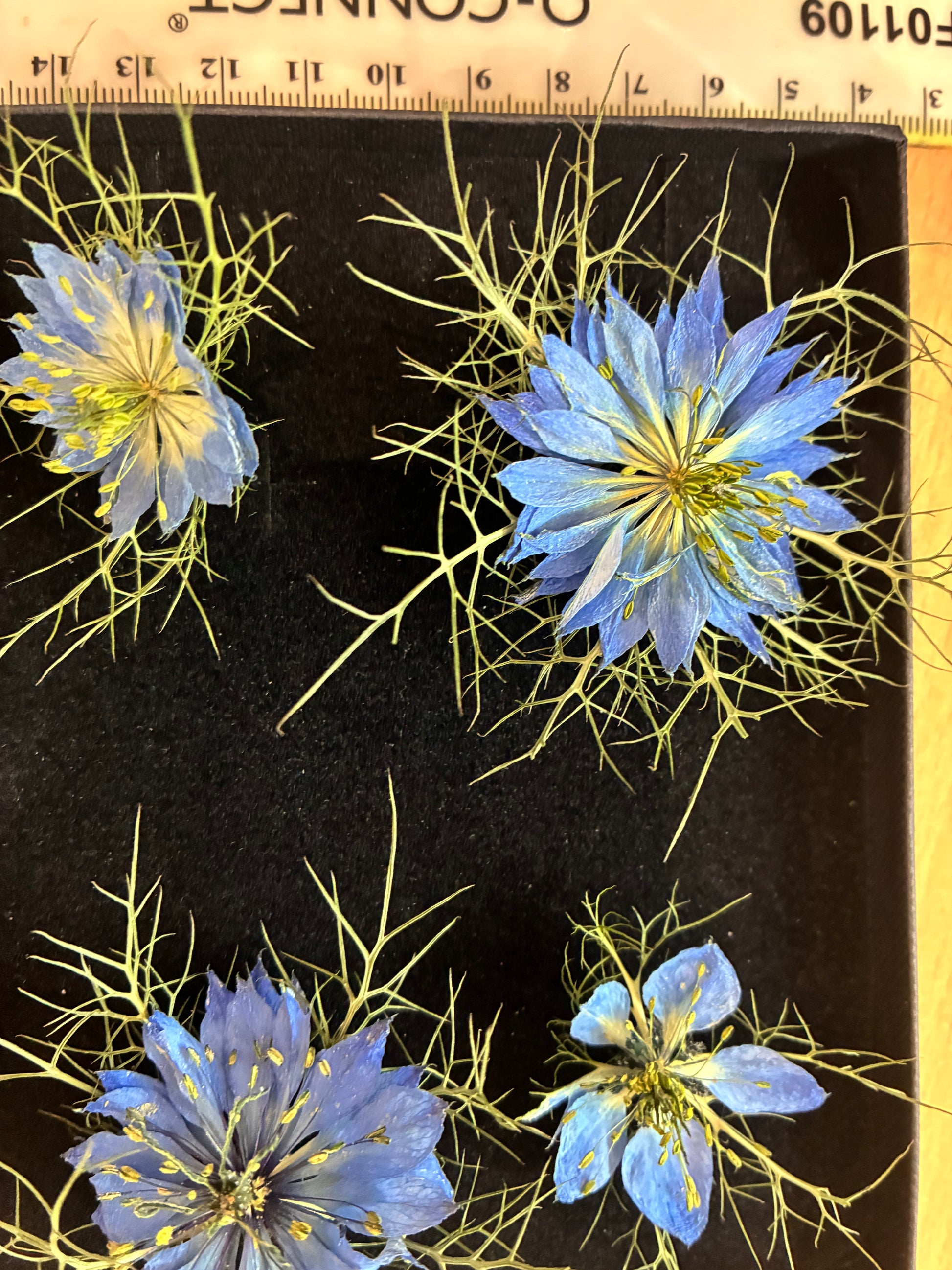 Box of 4 dried nigella flowers