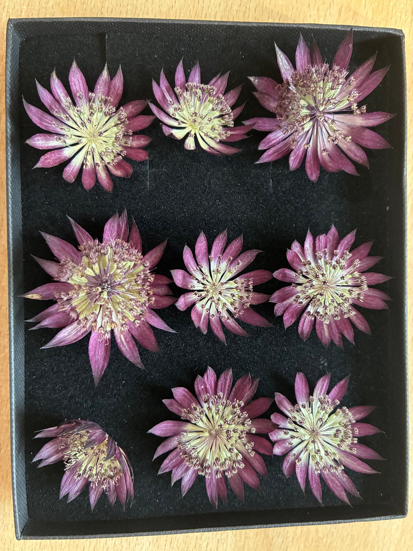 Astrantia - 9 Real Dried Flowers