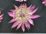 Astrantia - 9 Real Dried Flowers