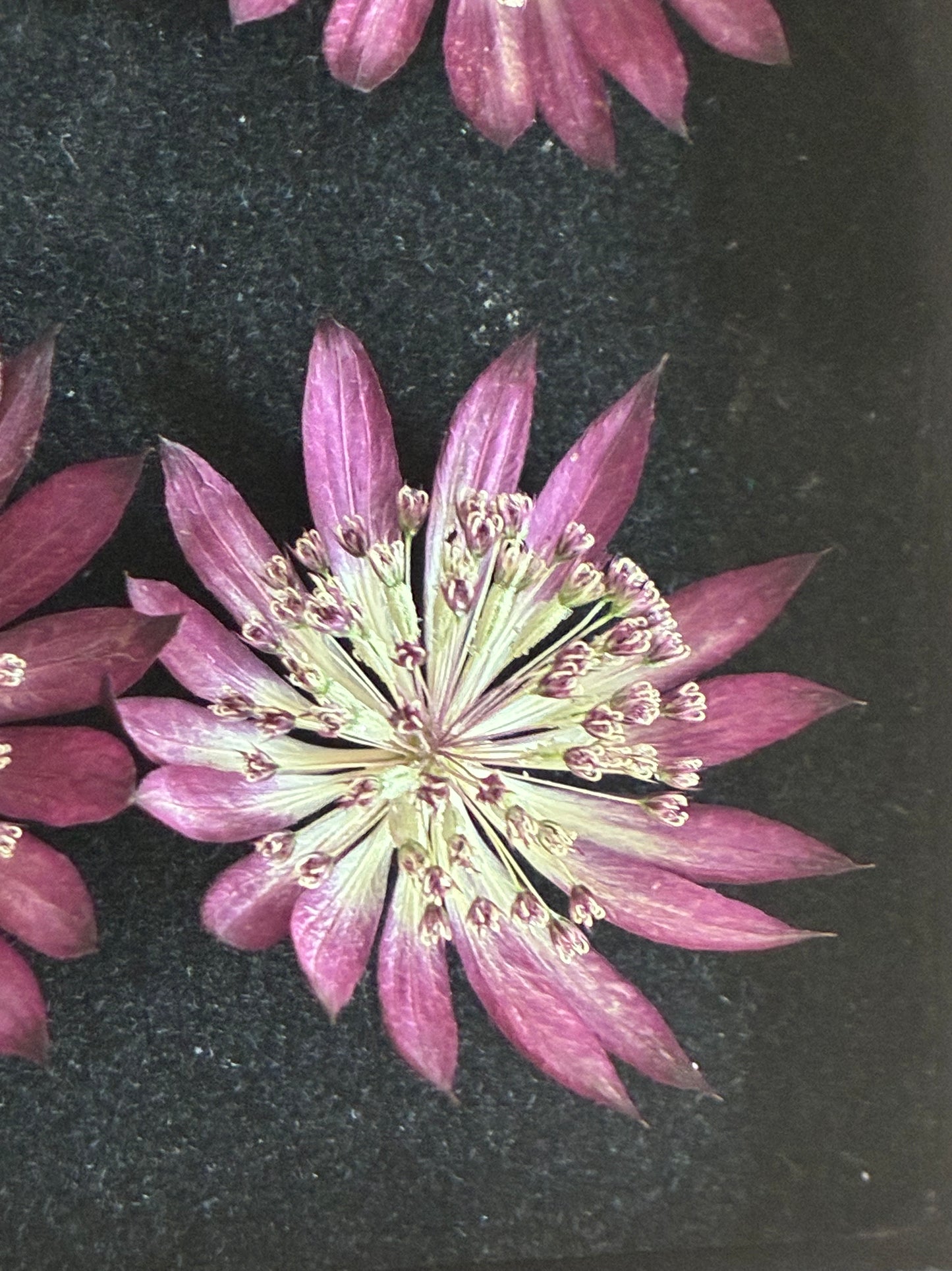 Dried red astrantia flower