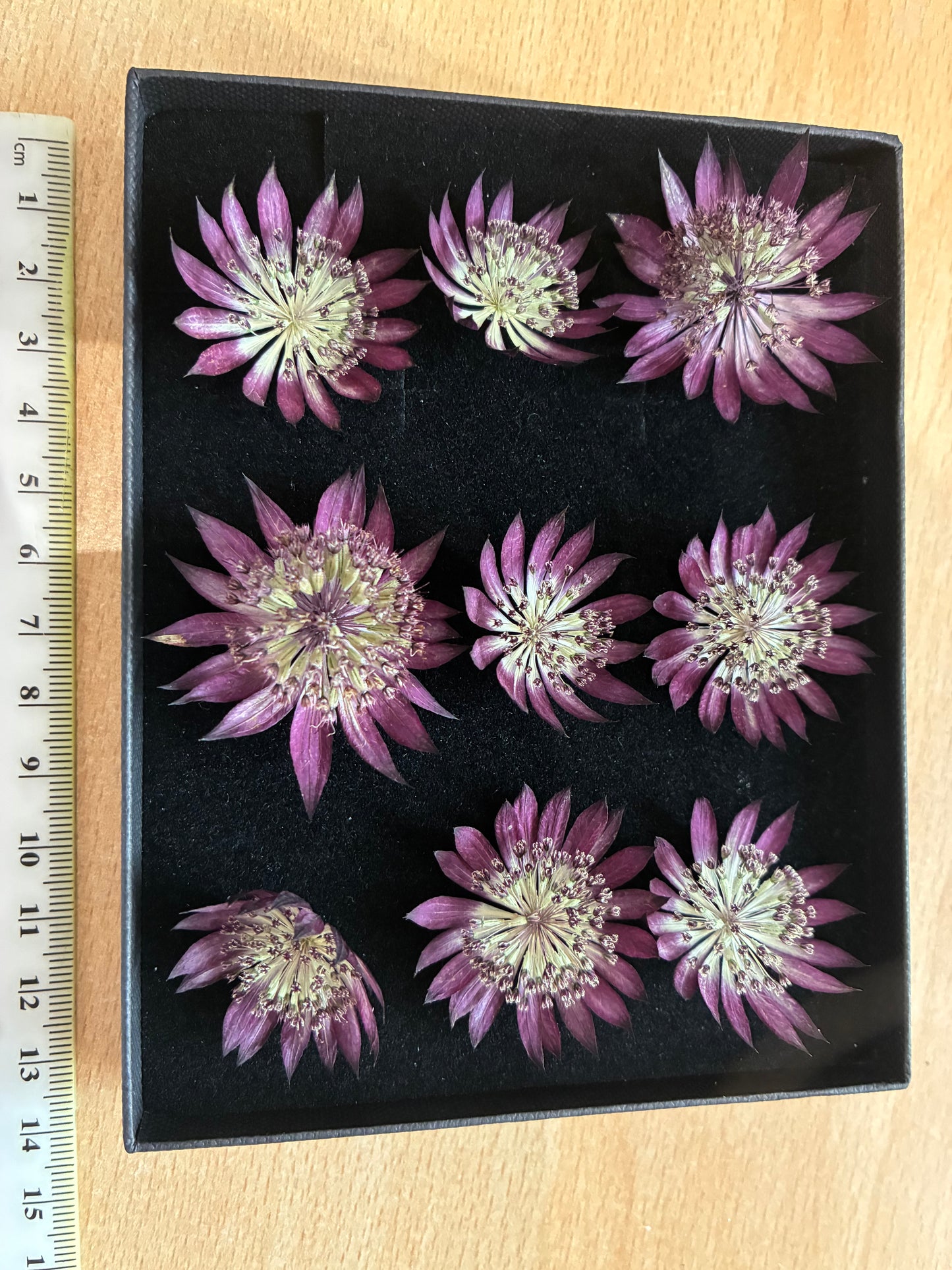 Astrantia - 9 Real Dried Flowers