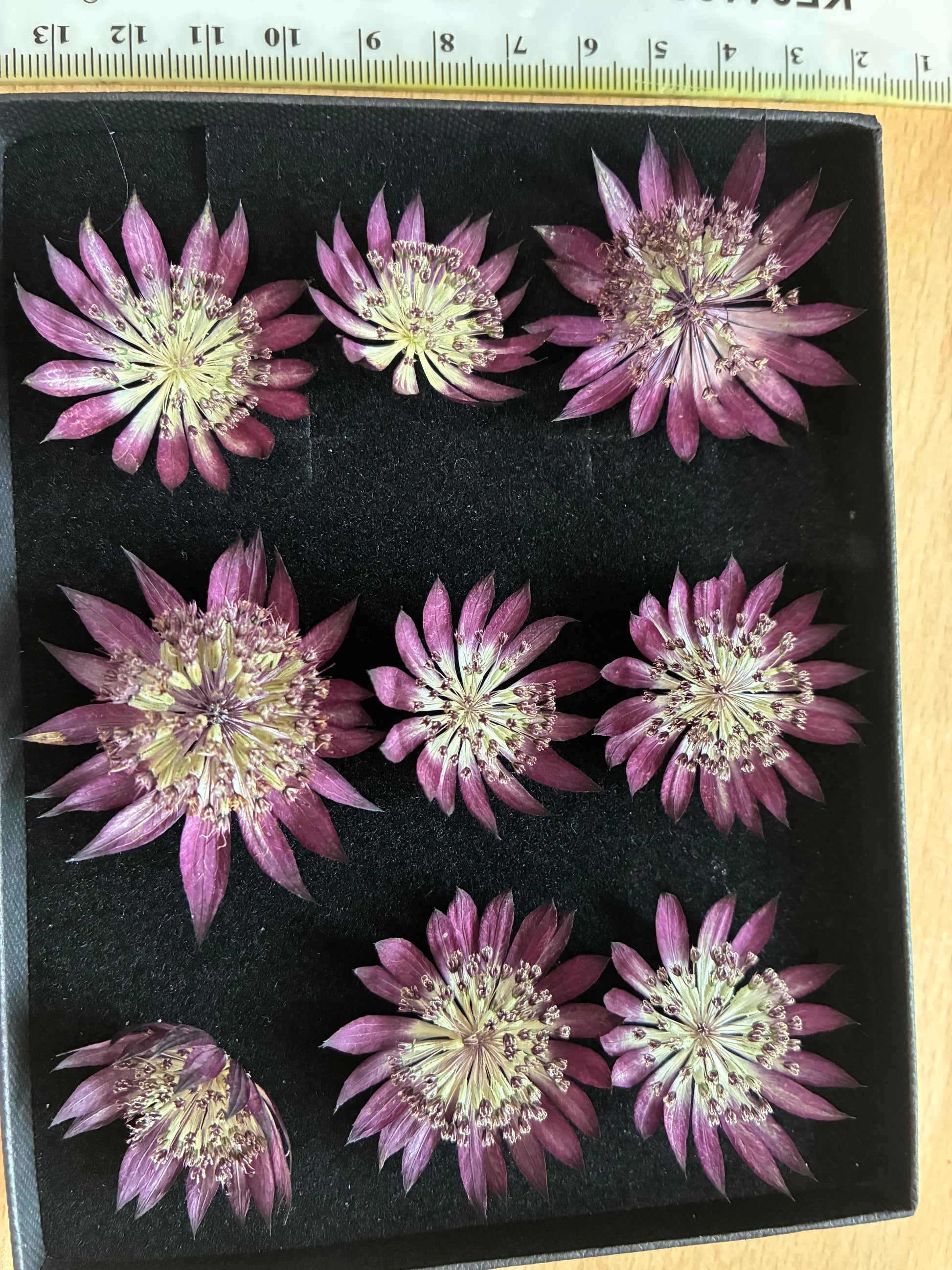 Box of 9 dried red astrantia flowers