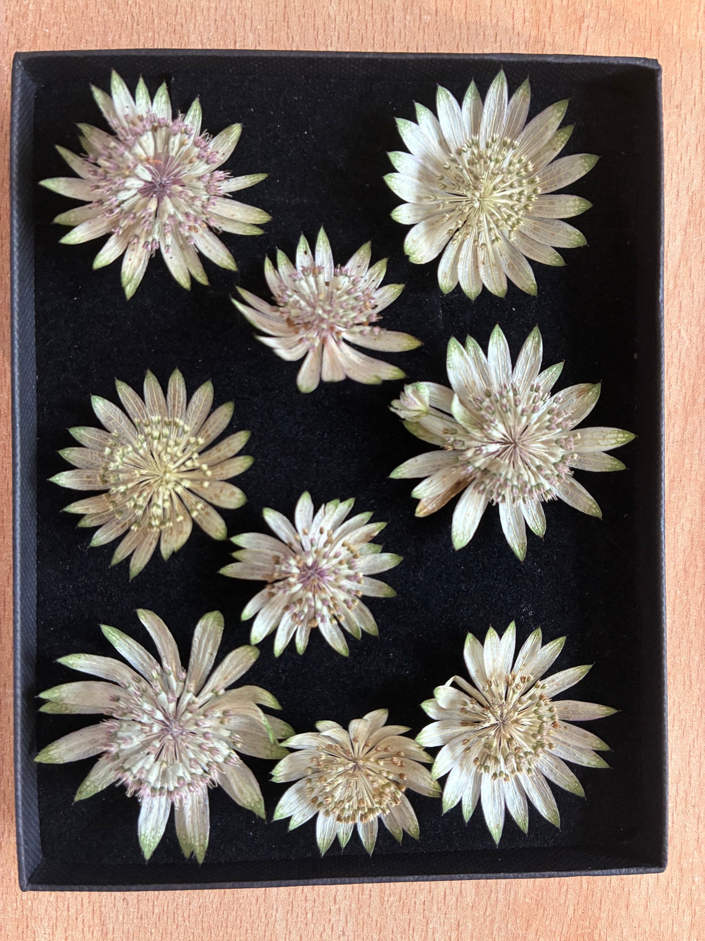 Astrantia - 9 Real Dried Flowers