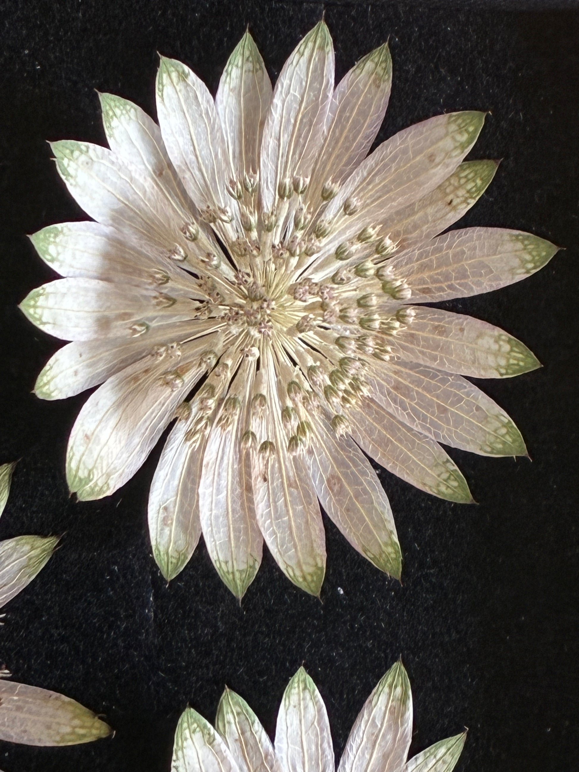 Dried white astrantia flower