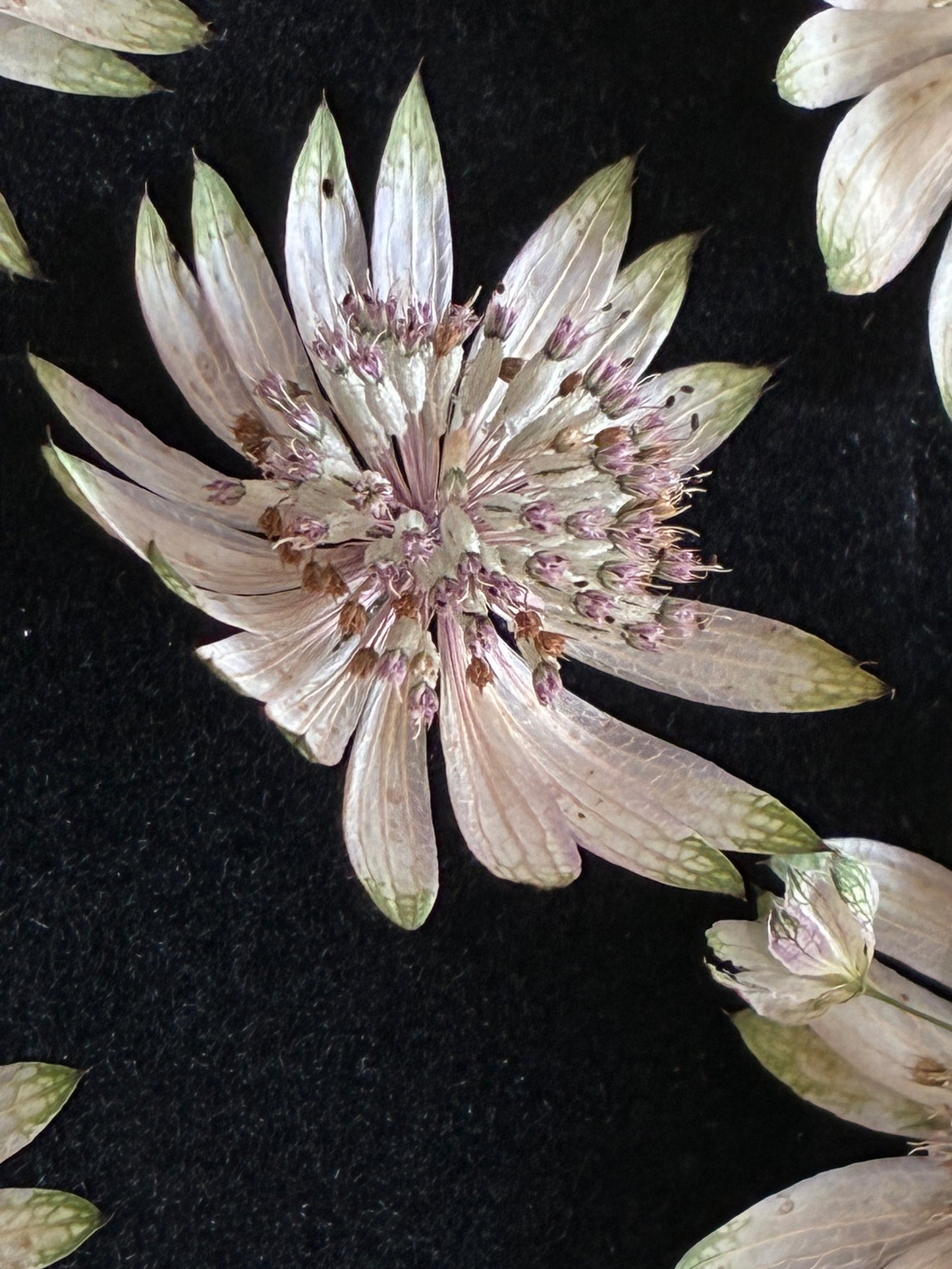 Astrantia - 9 Real Dried Flowers