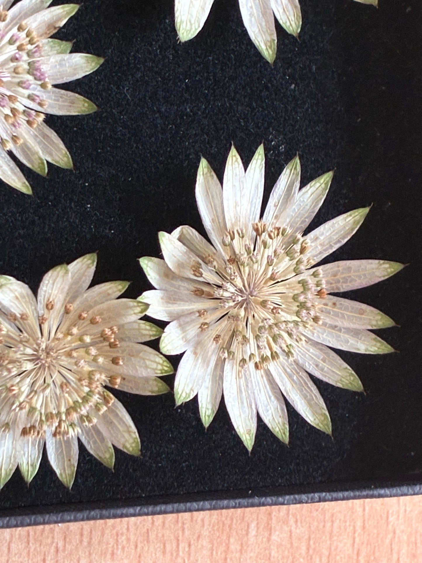 Astrantia - 9 Real Dried Flowers