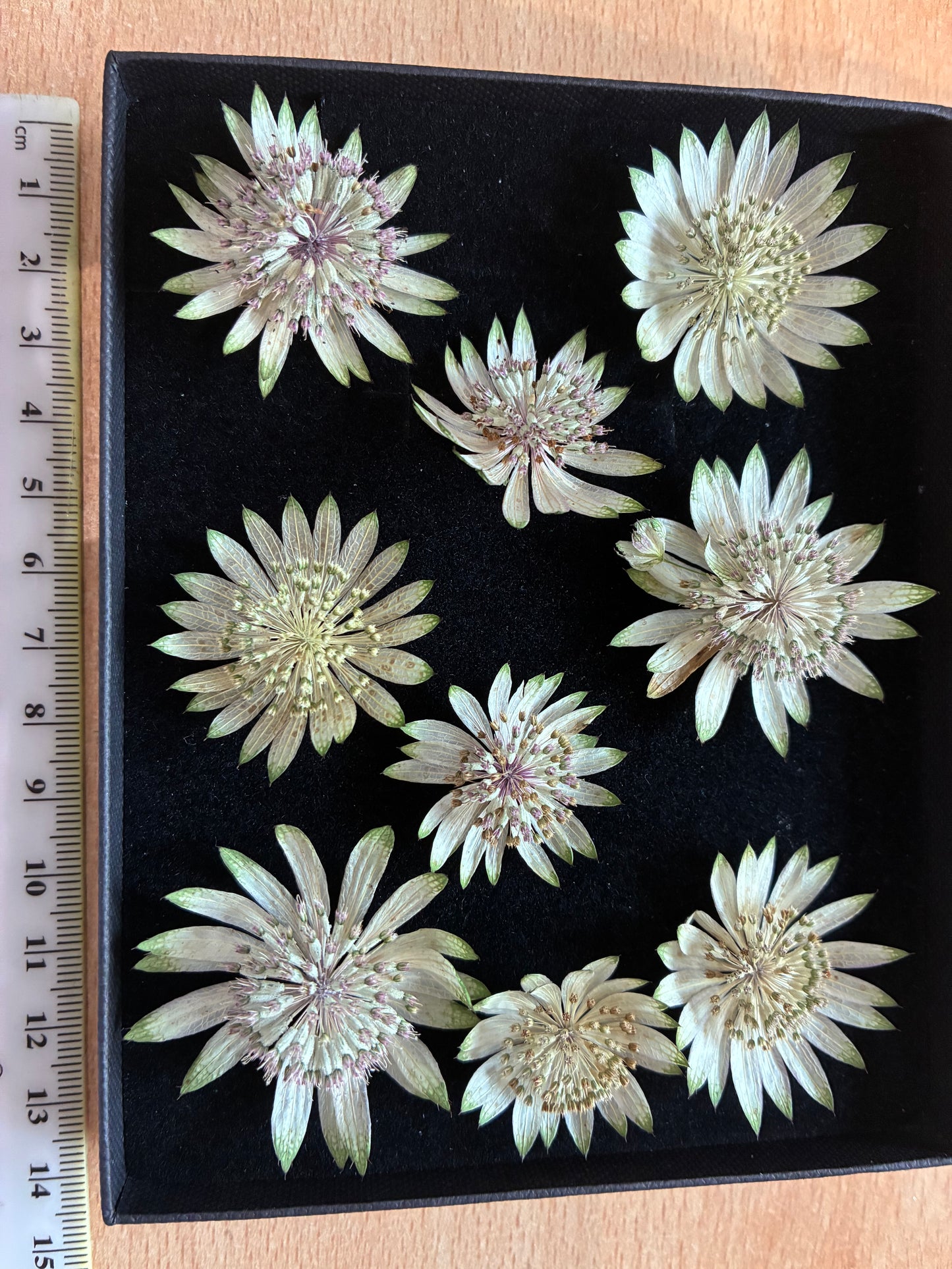 Astrantia - 9 Real Dried Flowers