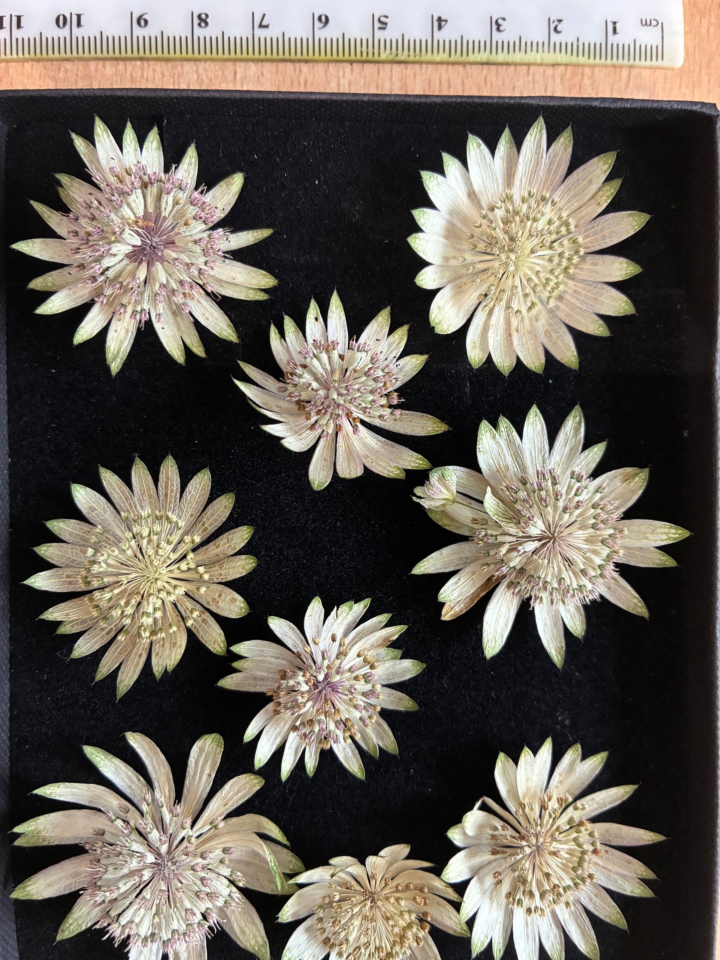 Box of 9 dried white astrantia flowers