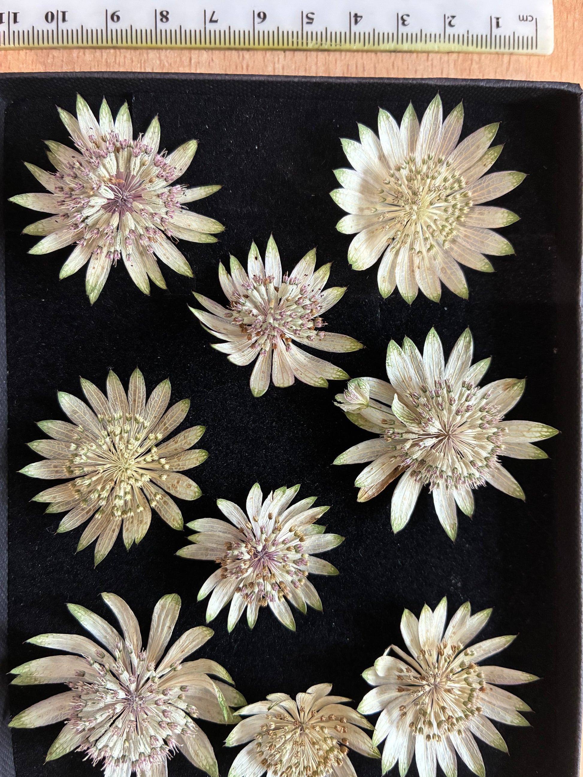 Box of 9 dried white astrantia flowers