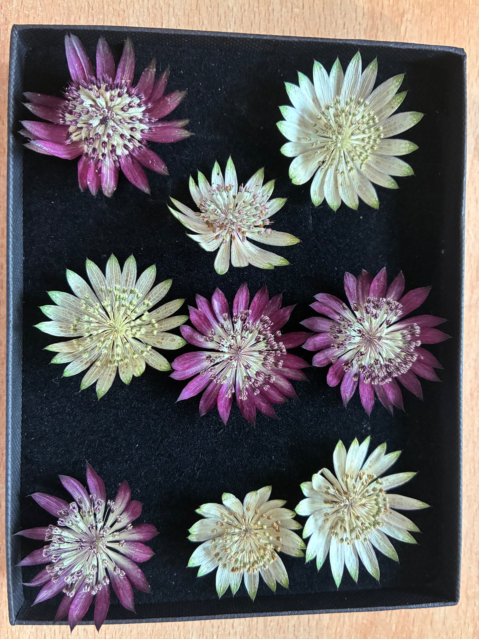 Box of 9 mixed dried astrantia flowers