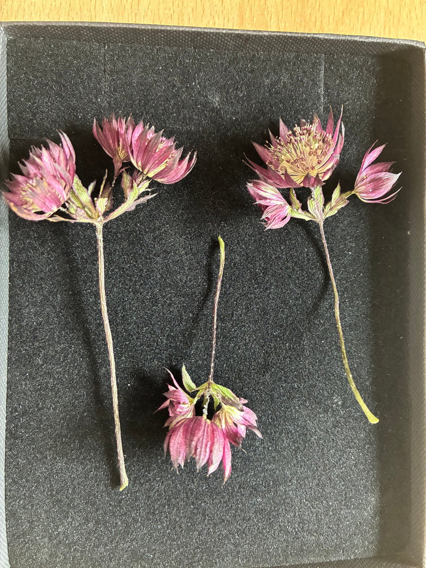 Astrantia - 9 Real Dried Flowers