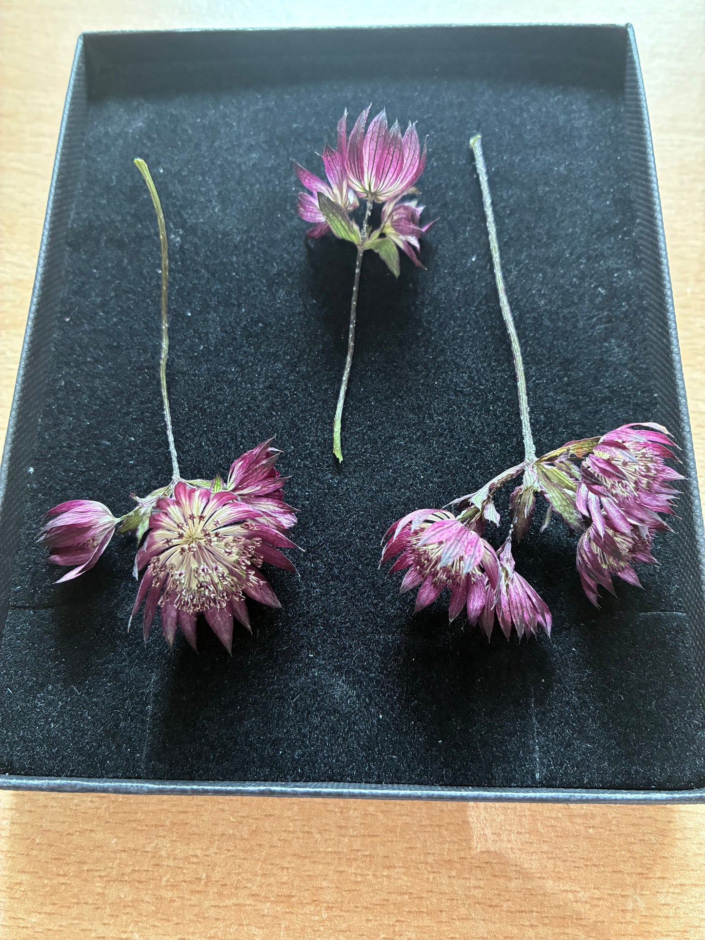 Astrantia - 9 Real Dried Flowers